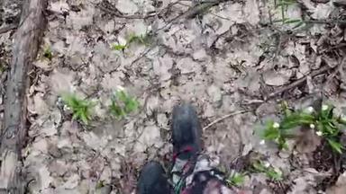 特写镜头，从上方看，在春天的森林里，在雪花中，穿着靴子走路的雄腿，雪花是罕见的花